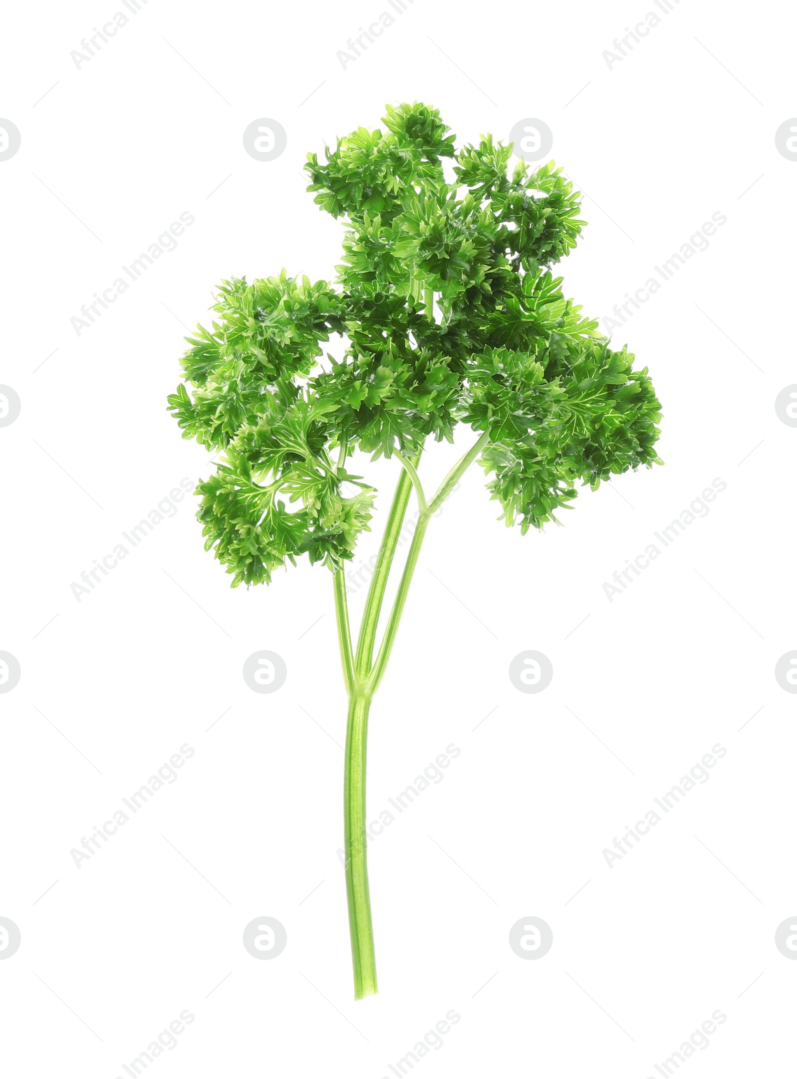 Photo of Fresh green curly parsley on white background