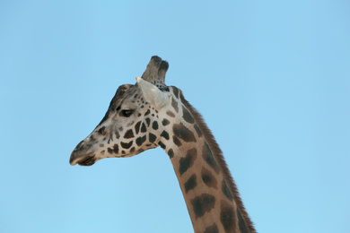 Closeup view of Rothschild giraffe against blue sky