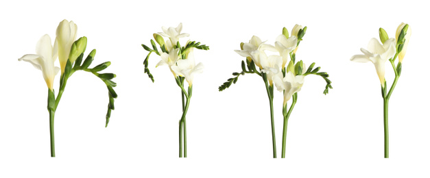 Set with beautiful fragrant freesia flowers on white background. Banner design