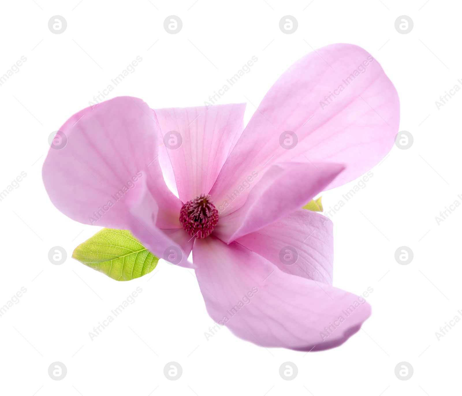 Photo of Beautiful pink magnolia flower isolated on white