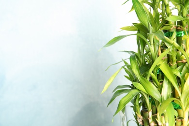 Photo of Green bamboo stems with leaves and space for text on light background