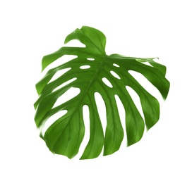 Tropical Monstera leaf on white background