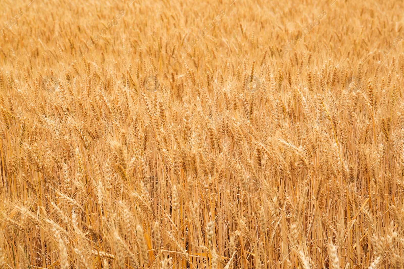 Photo of Beautiful agricultural field with ripe wheat crop