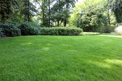 Photo of Beautiful lawn with green grass on sunny day