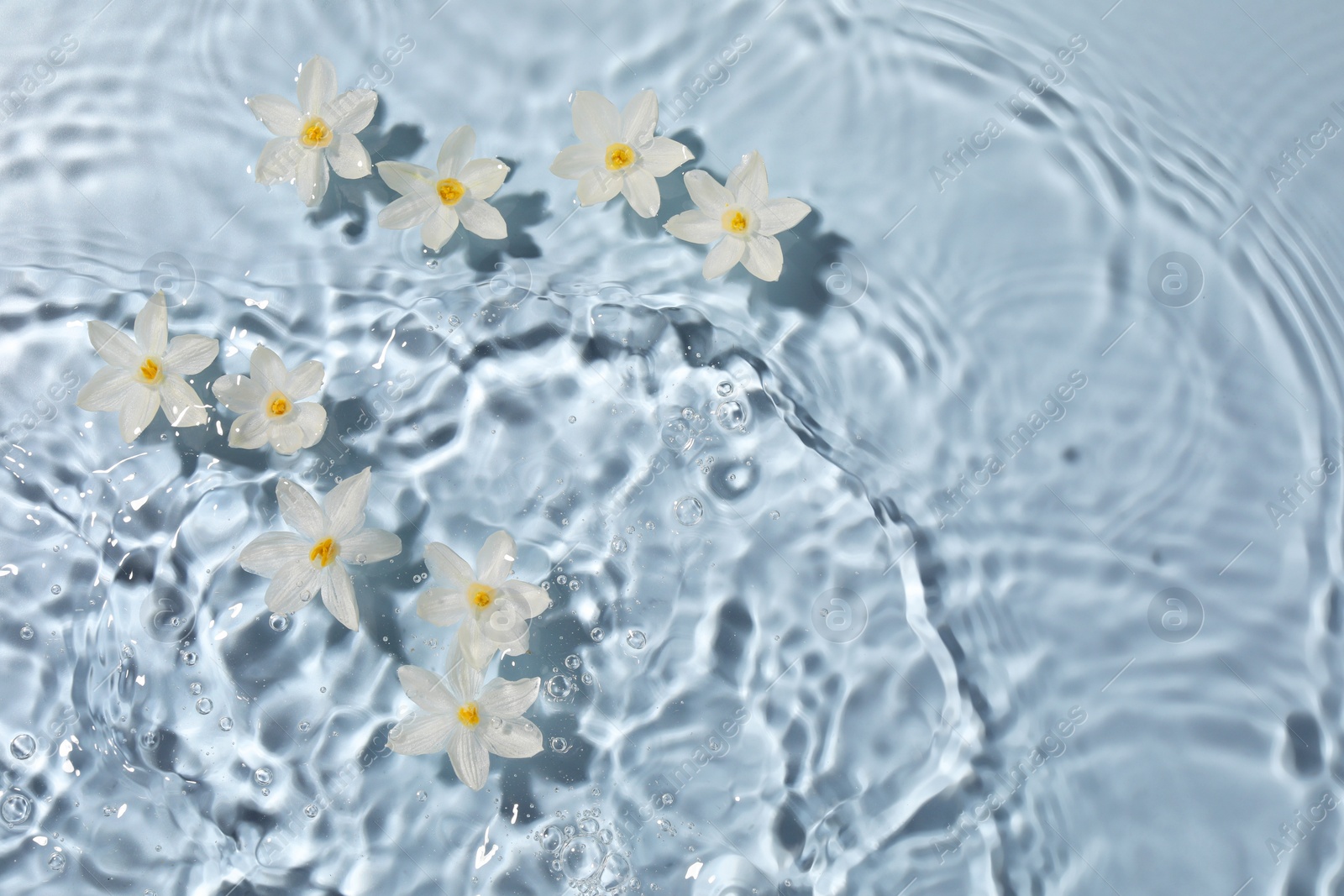 Photo of Beautiful daffodils in water on light blue background, top view. Space for text