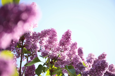 Photo of Closeup view of beautiful blossoming lilac shrub outdoors