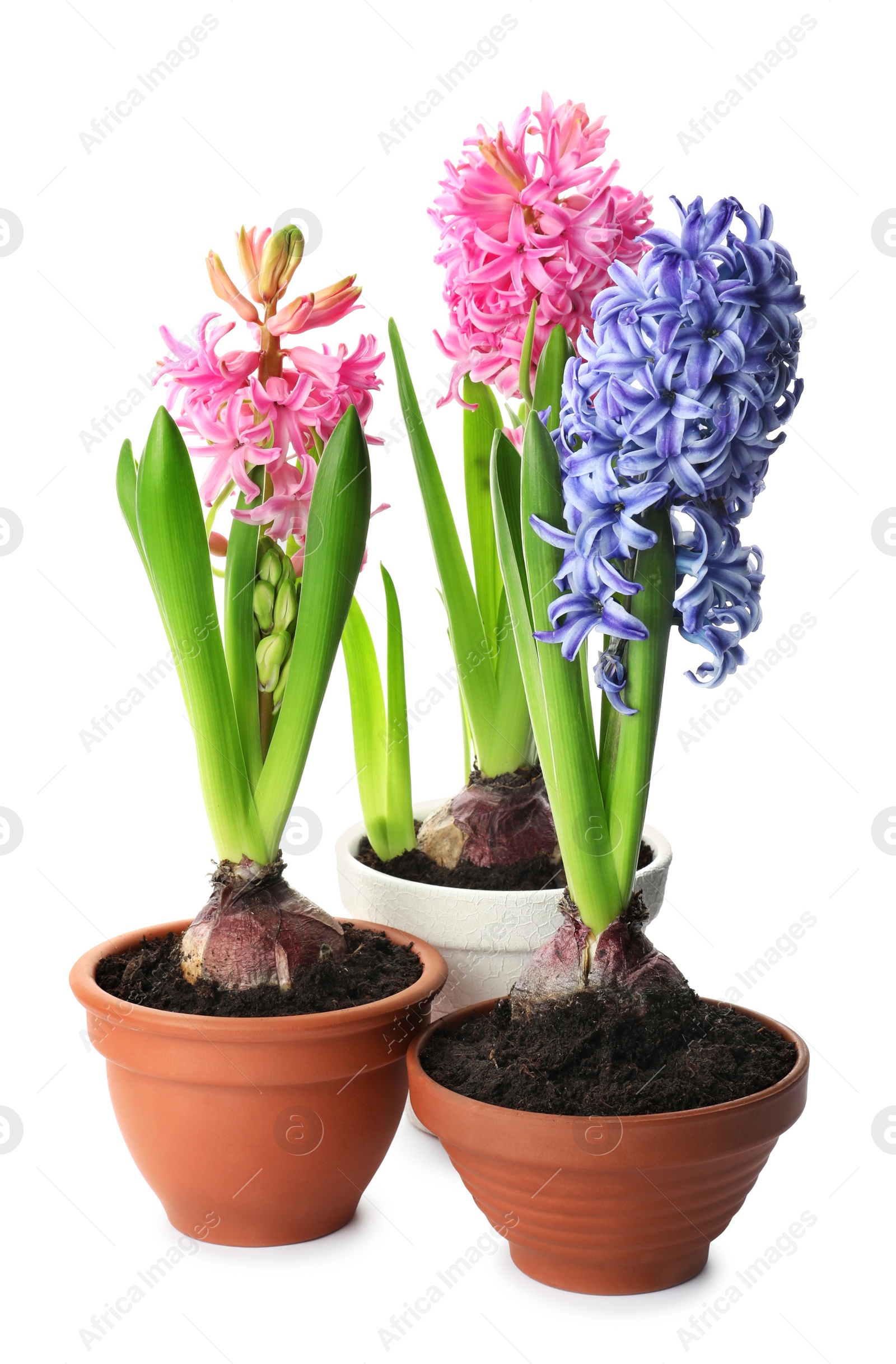 Photo of Beautiful potted hyacinth flowers on white background