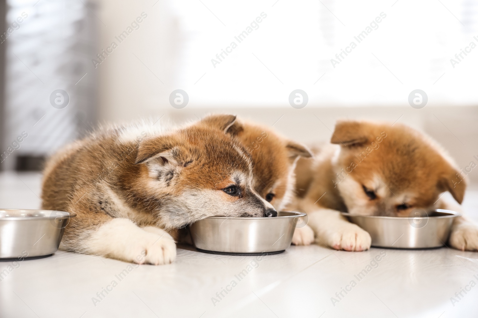 Photo of Adorable Akita Inu puppies eating from feeding bowls indoors