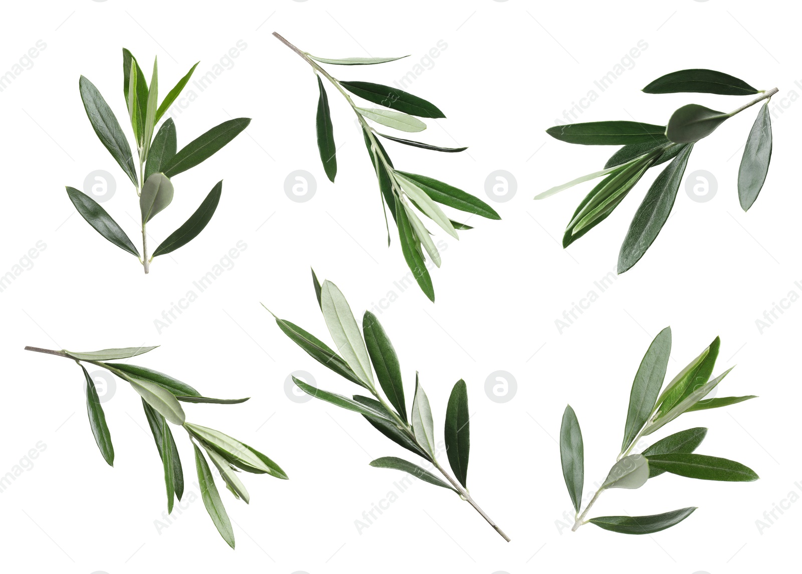 Image of Set of olive twigs with fresh green leaves on white background