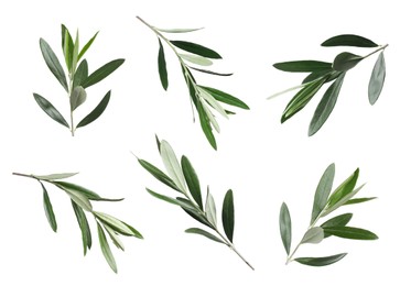 Set of olive twigs with fresh green leaves on white background