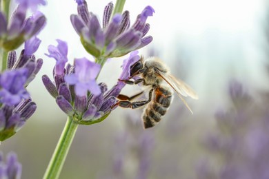 Honeybee collecting nectar from beautiful lavender flower outdoors, closeup