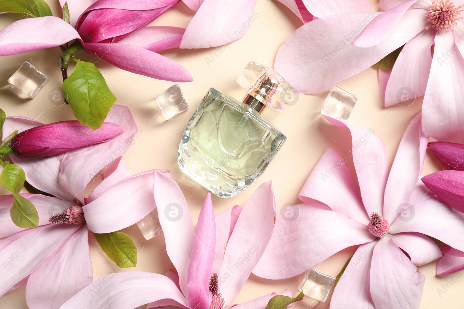 Photo of Beautiful pink magnolia flowers, bottle of perfume and ice cubes on beige background, flat lay