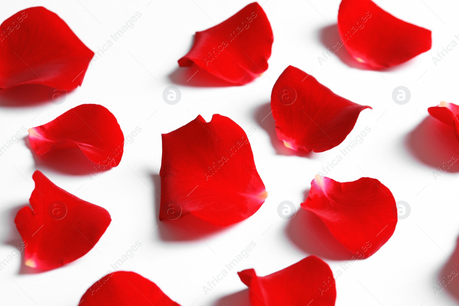 Photo of Beautiful red rose petals on white background