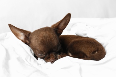 Photo of Cute small Chihuahua dog sleeping on bed