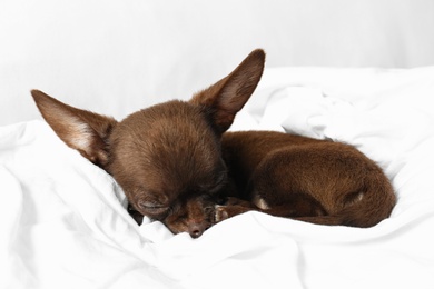 Cute small Chihuahua dog sleeping on bed