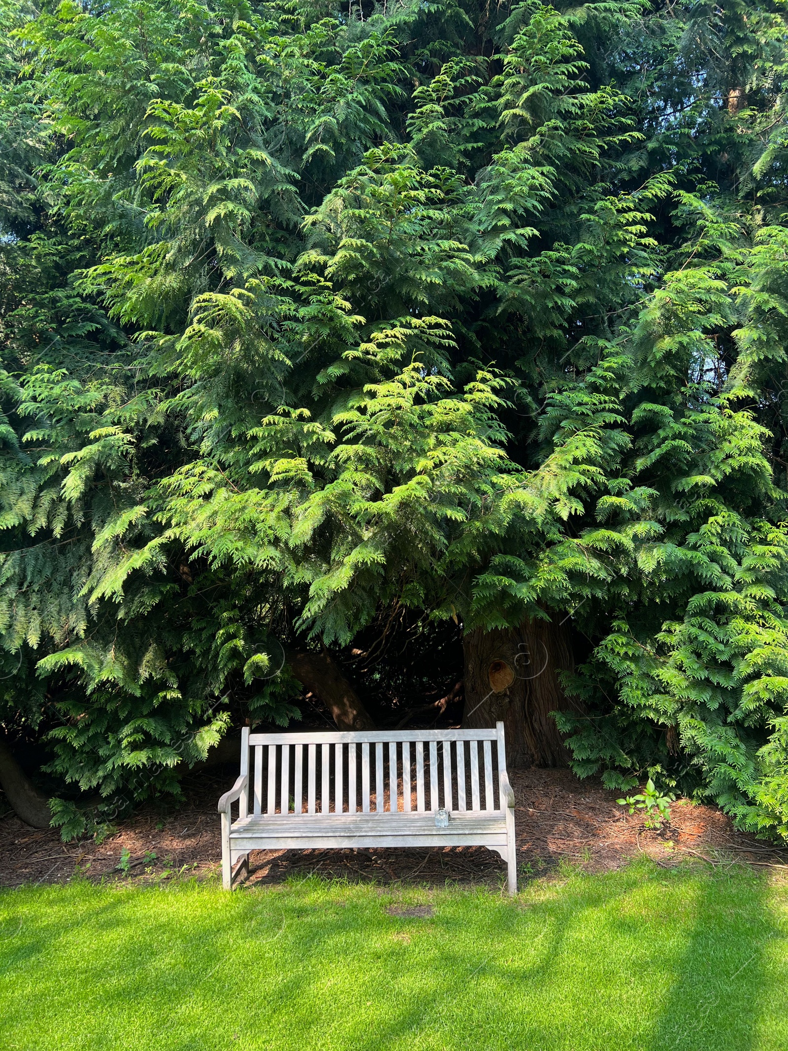 Photo of Stylish wooden bench in garden on sunny day