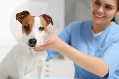 Photo of Veterinarian putting medical plastic collar on Jack Russell Terrier dog in clinic, focus on pet. Space for text
