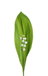 Photo of Beautiful lily of the valley flower with green leaf on white background