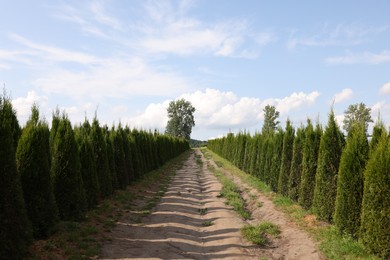 Photo of View of pathway between bushes under beautiful sky on sunny day