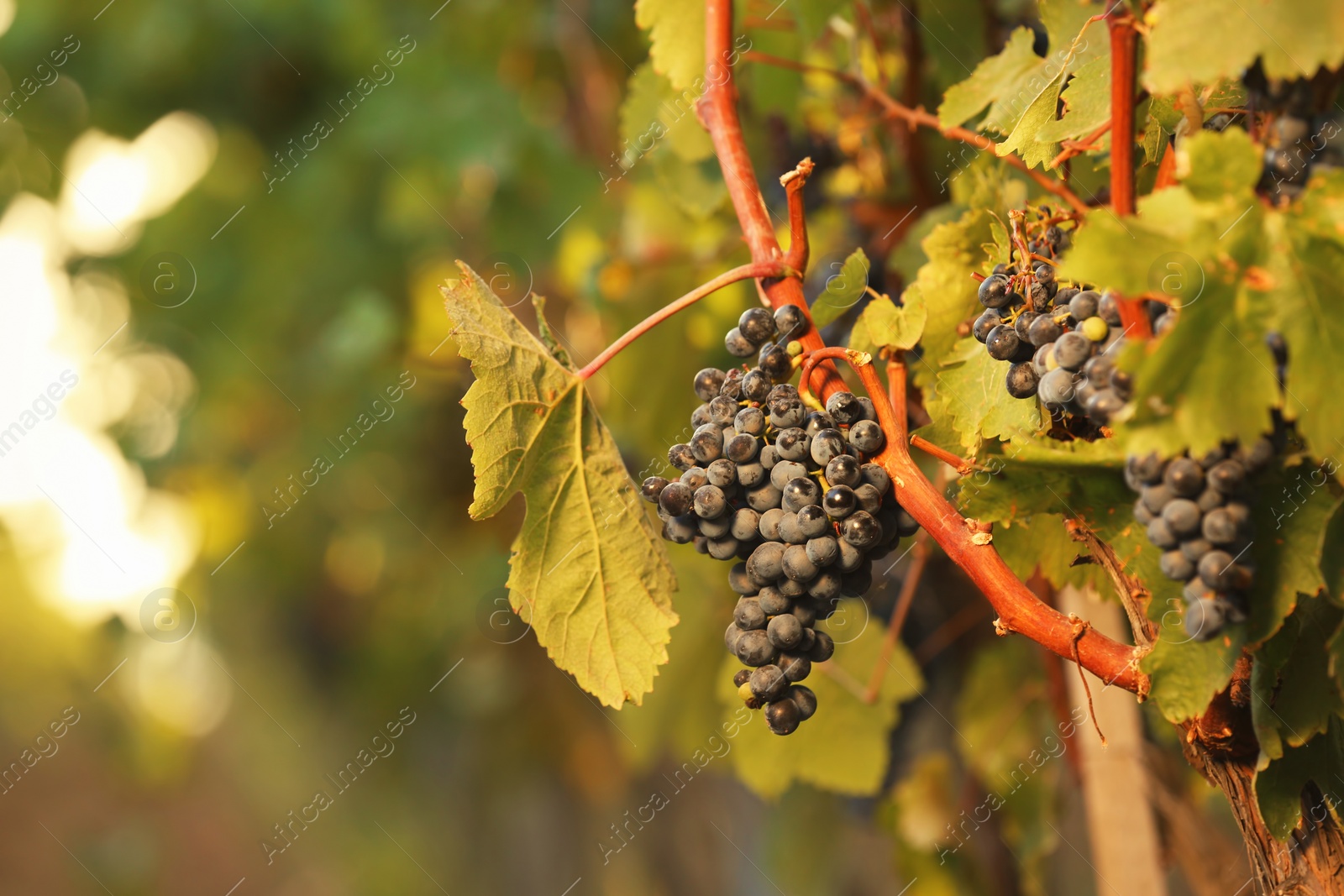 Photo of Fresh ripe juicy grapes growing on branches in vineyard