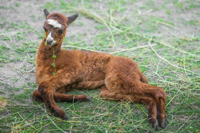 Photo of Huacaya alpaca in zoo on sunny day. Baby animal