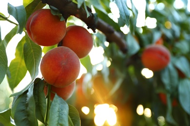 Photo of Fresh ripe peaches on tree in garden