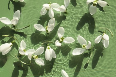 Photo of Beautiful flowers in water on green background, top view