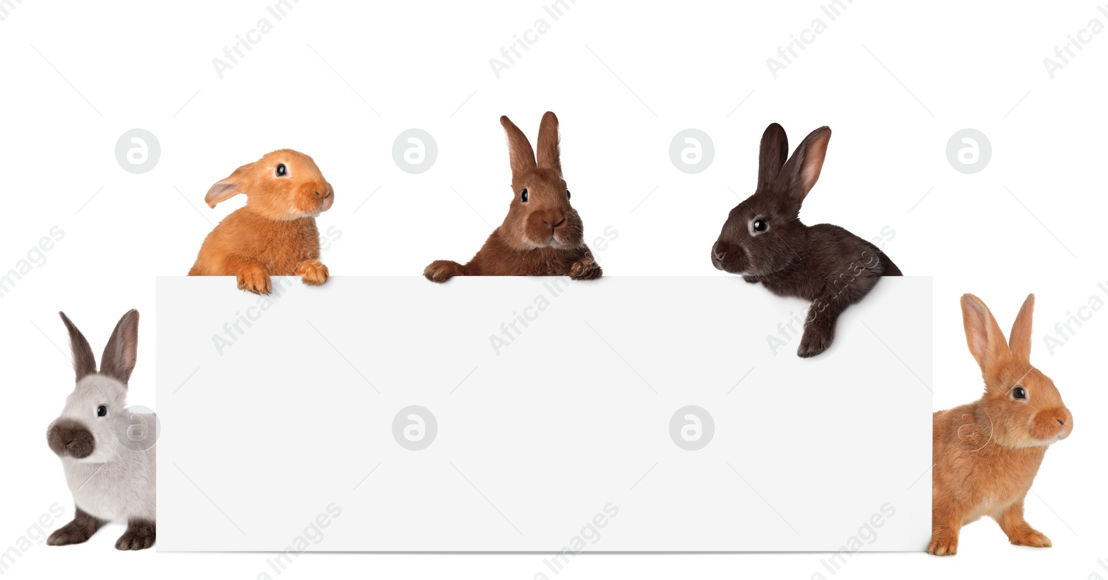 Image of Cute funny bunnies peeking out of blank banner, space for text. Easter symbol