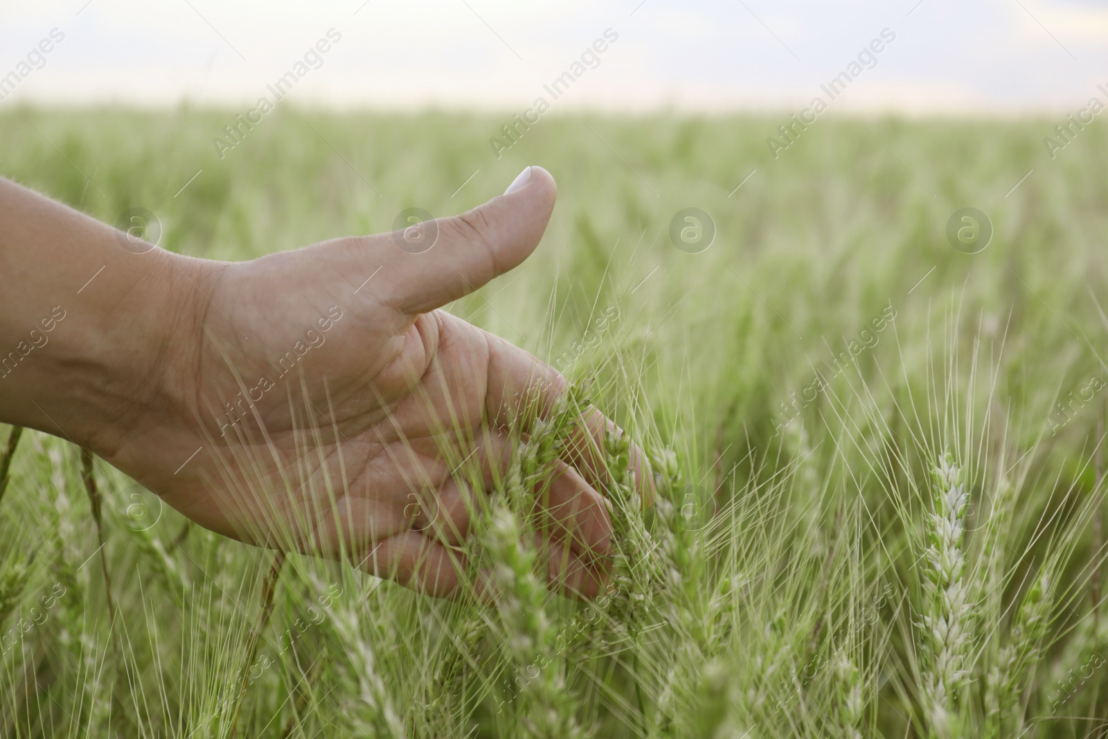 Photo of Man in field with ripening wheat, closeup