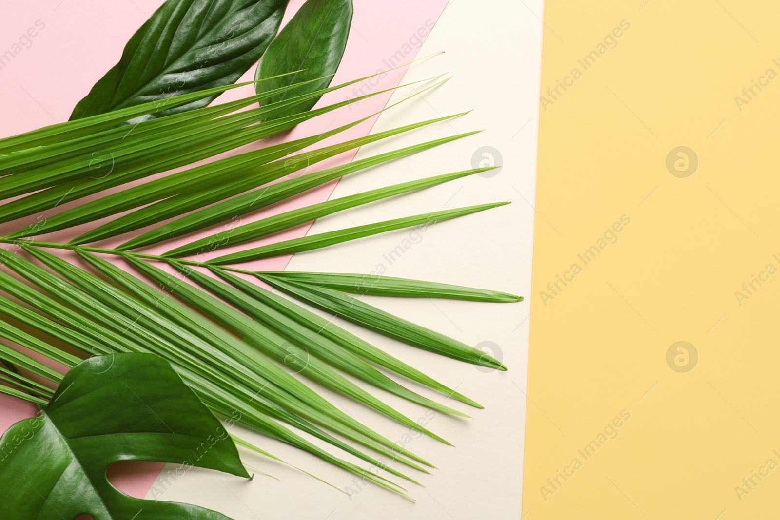Photo of Different tropical leaves on color background, top view