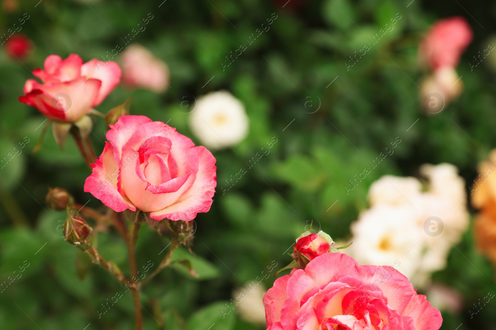 Photo of Beautiful blooming roses in garden on summer day