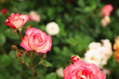 Photo of Beautiful blooming roses in garden on summer day