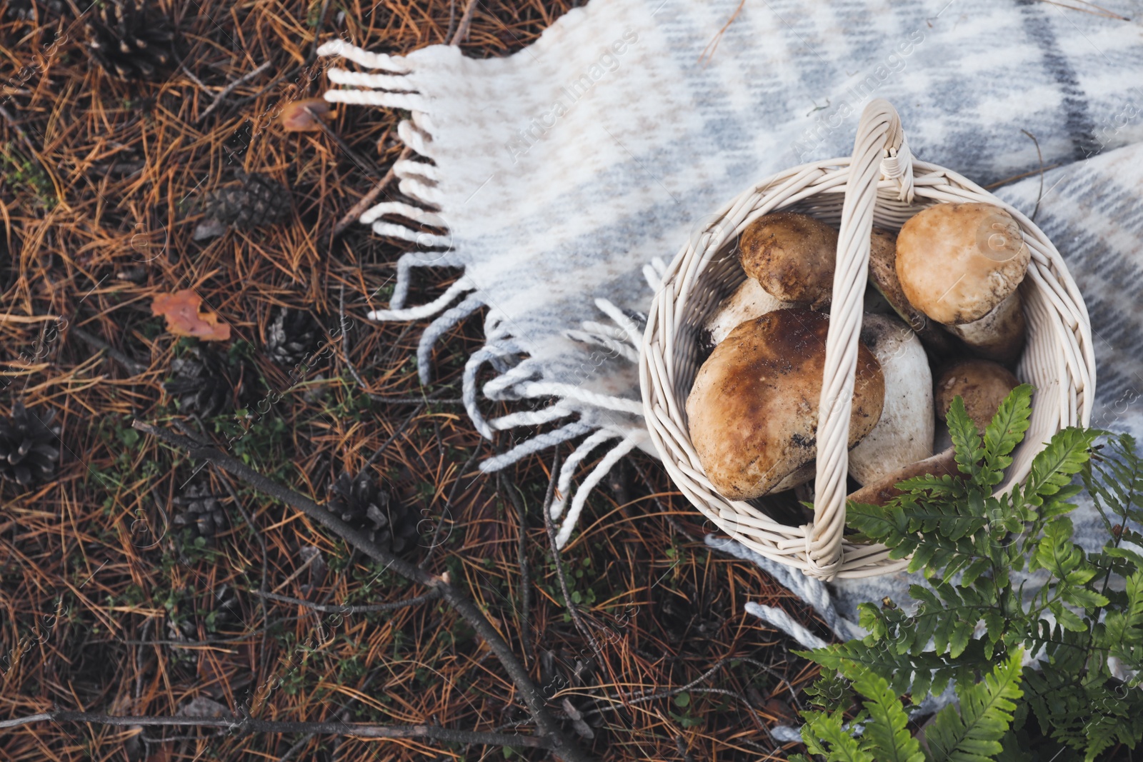 Photo of Wicker basket with fresh wild mushrooms in forest, above view