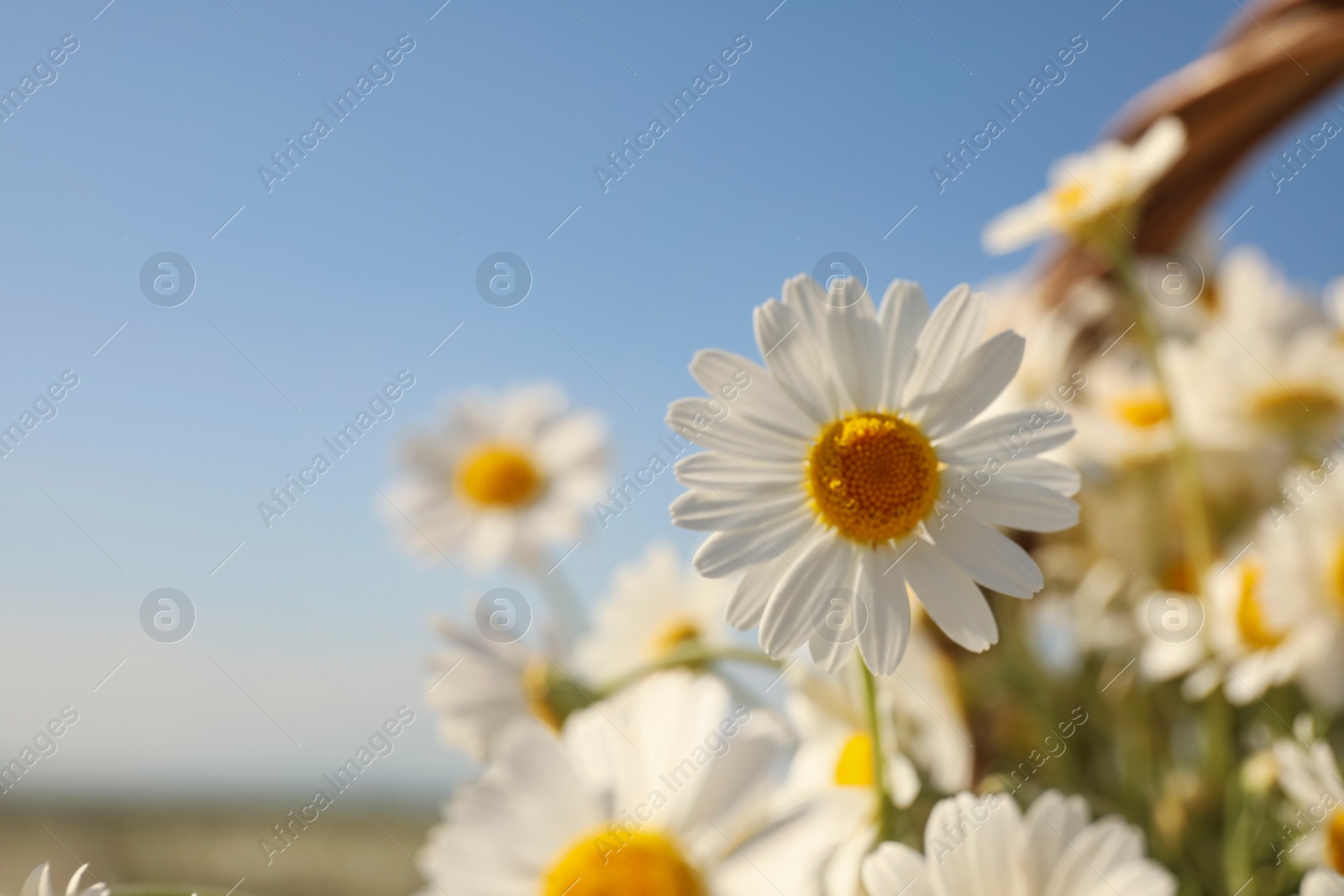 Photo of Beautiful blooming chamomiles outdoors on sunny day, closeup