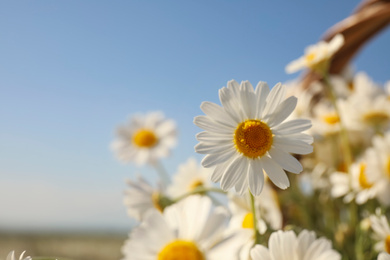 Beautiful blooming chamomiles outdoors on sunny day, closeup