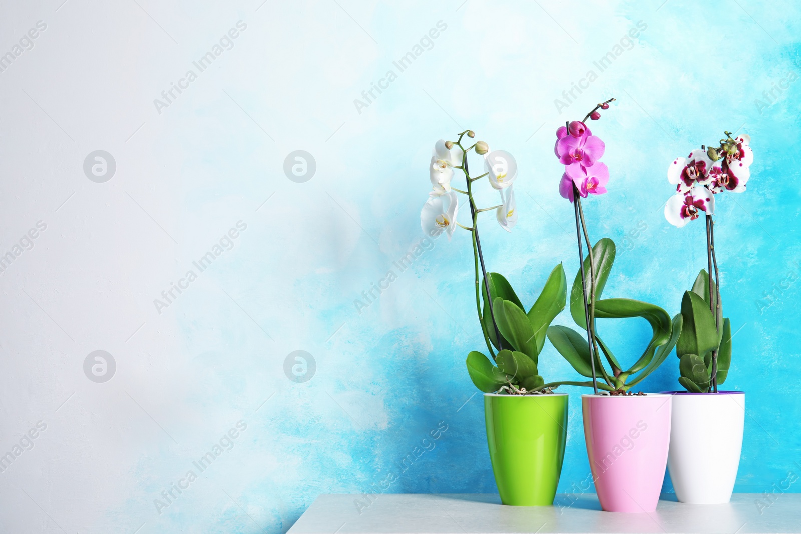 Photo of Beautiful tropical orchid flowers in pots on table near color wall. Space for text