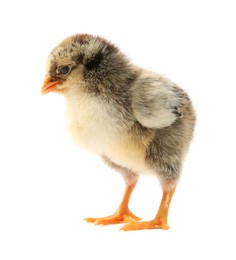 Photo of One cute chick isolated on white. Baby animal