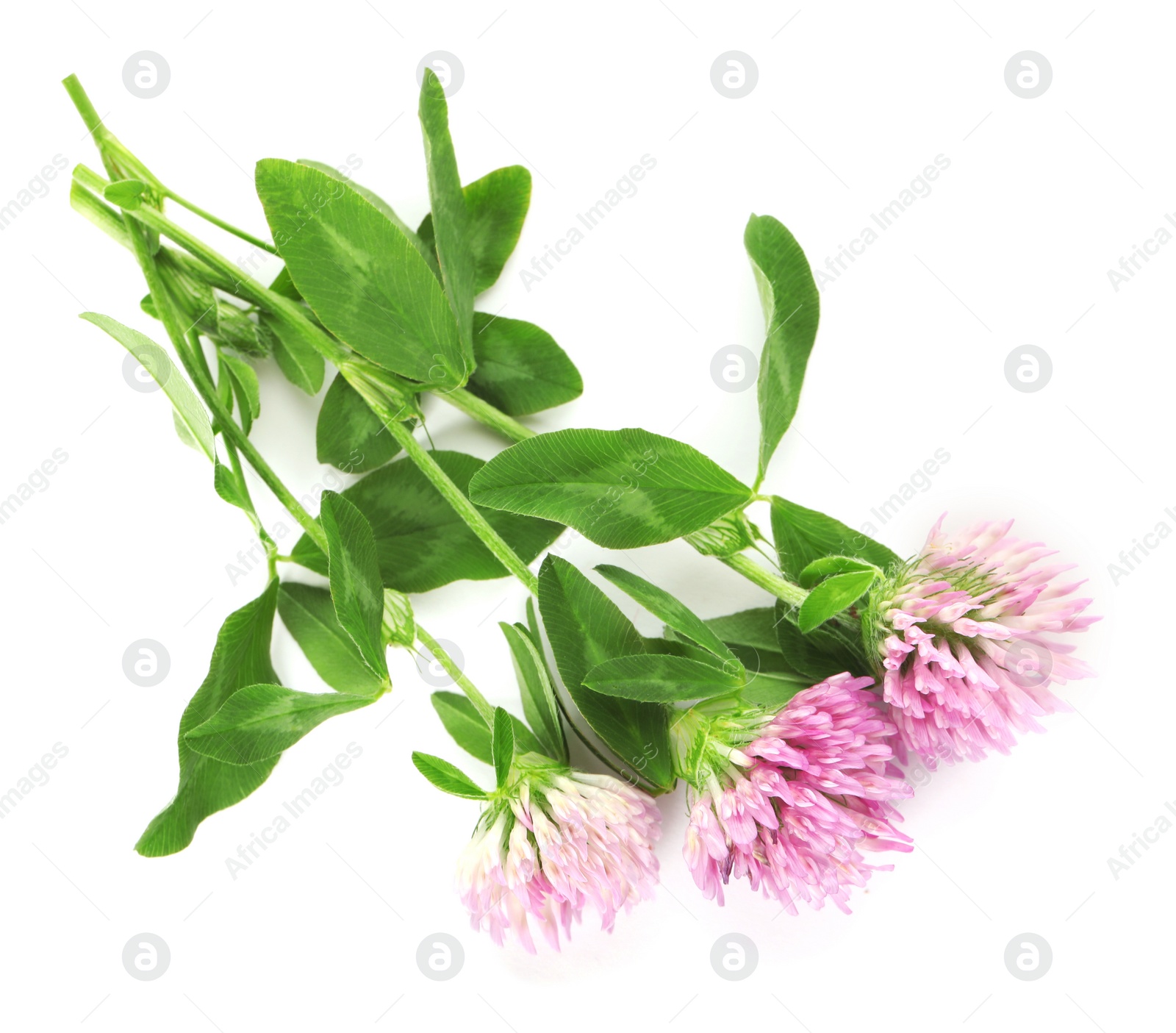 Photo of Beautiful blooming clover flowers on white background, top view