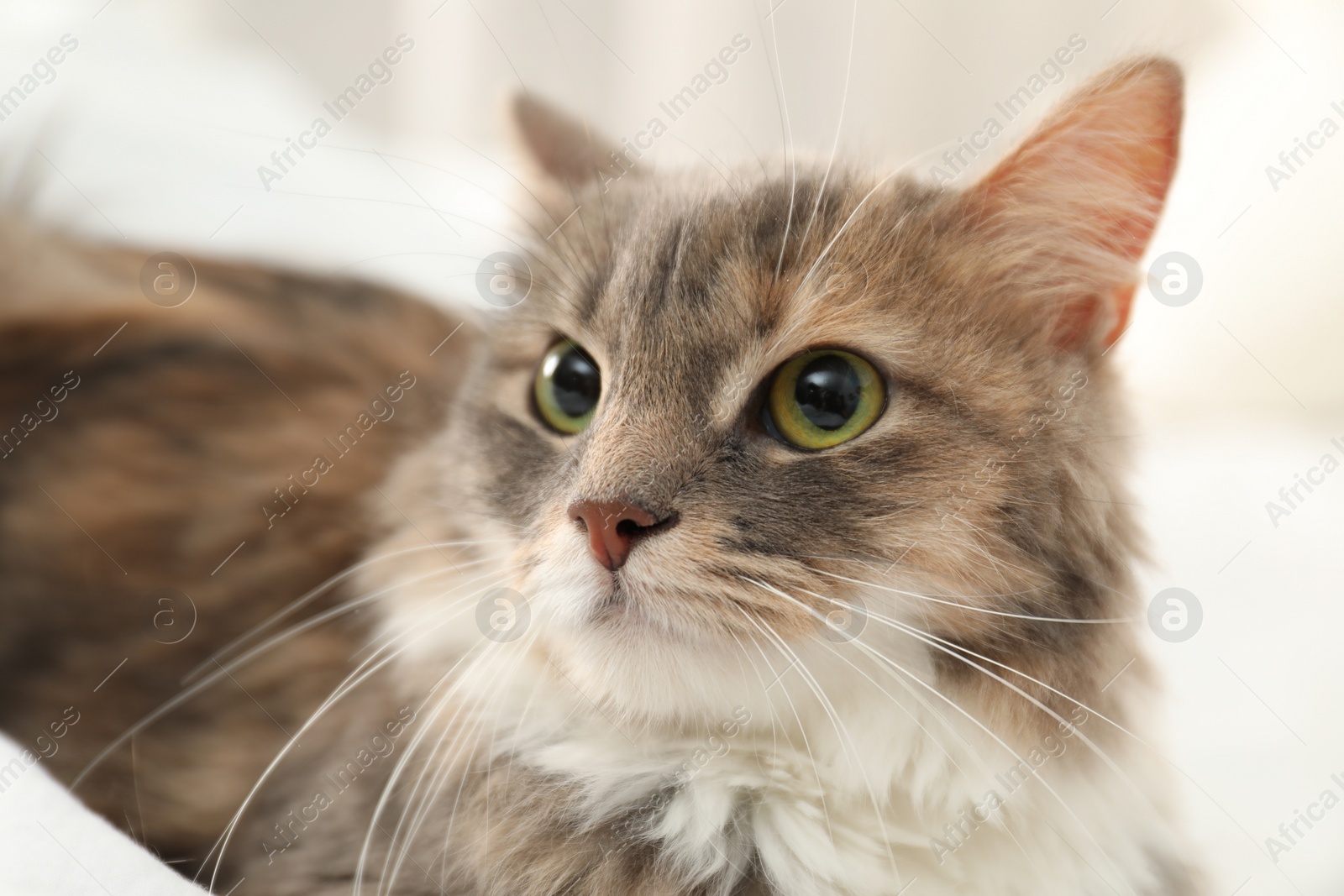 Photo of Cute fluffy cat, closeup view. Domestic pet