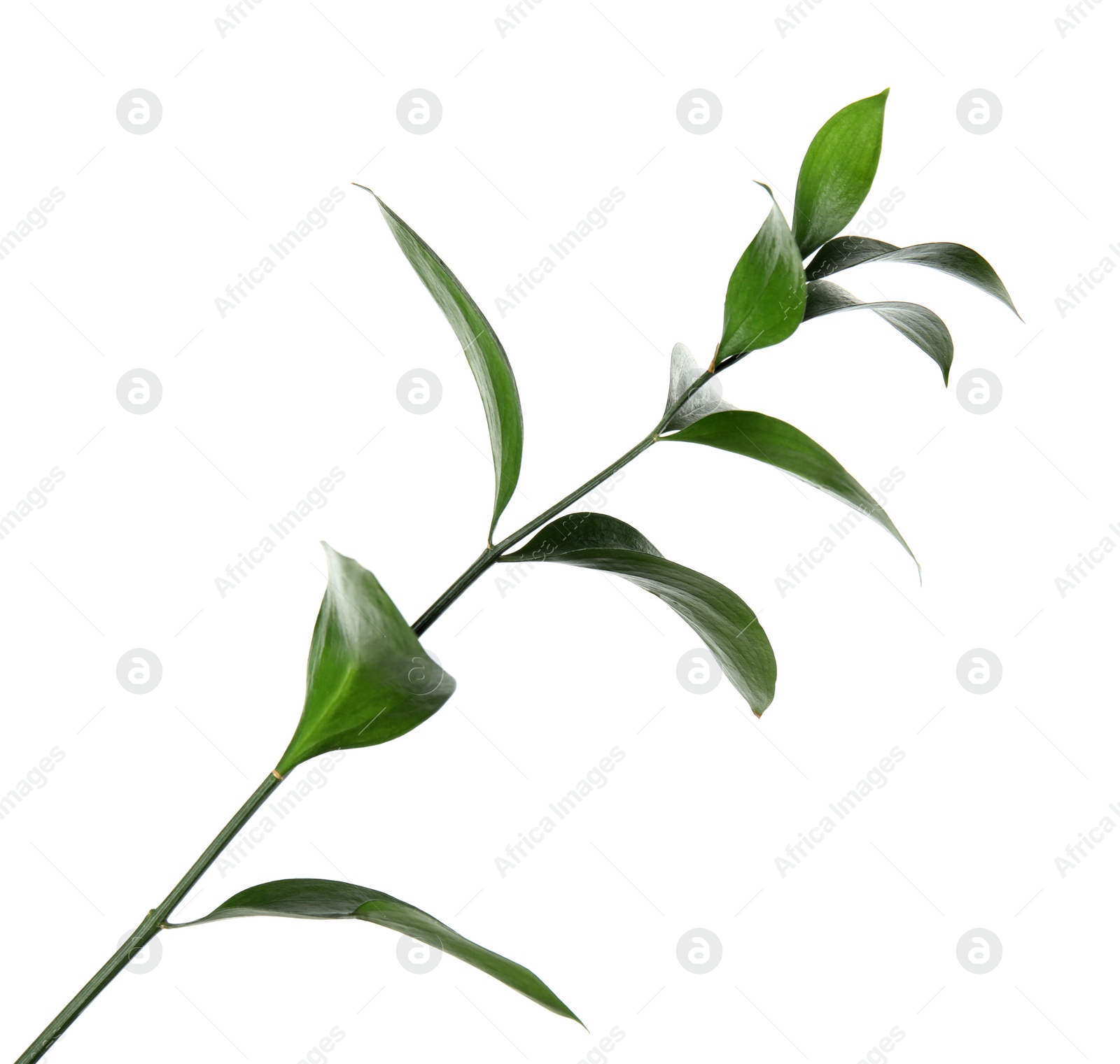 Photo of Ruscus branch with fresh green leaves on white background