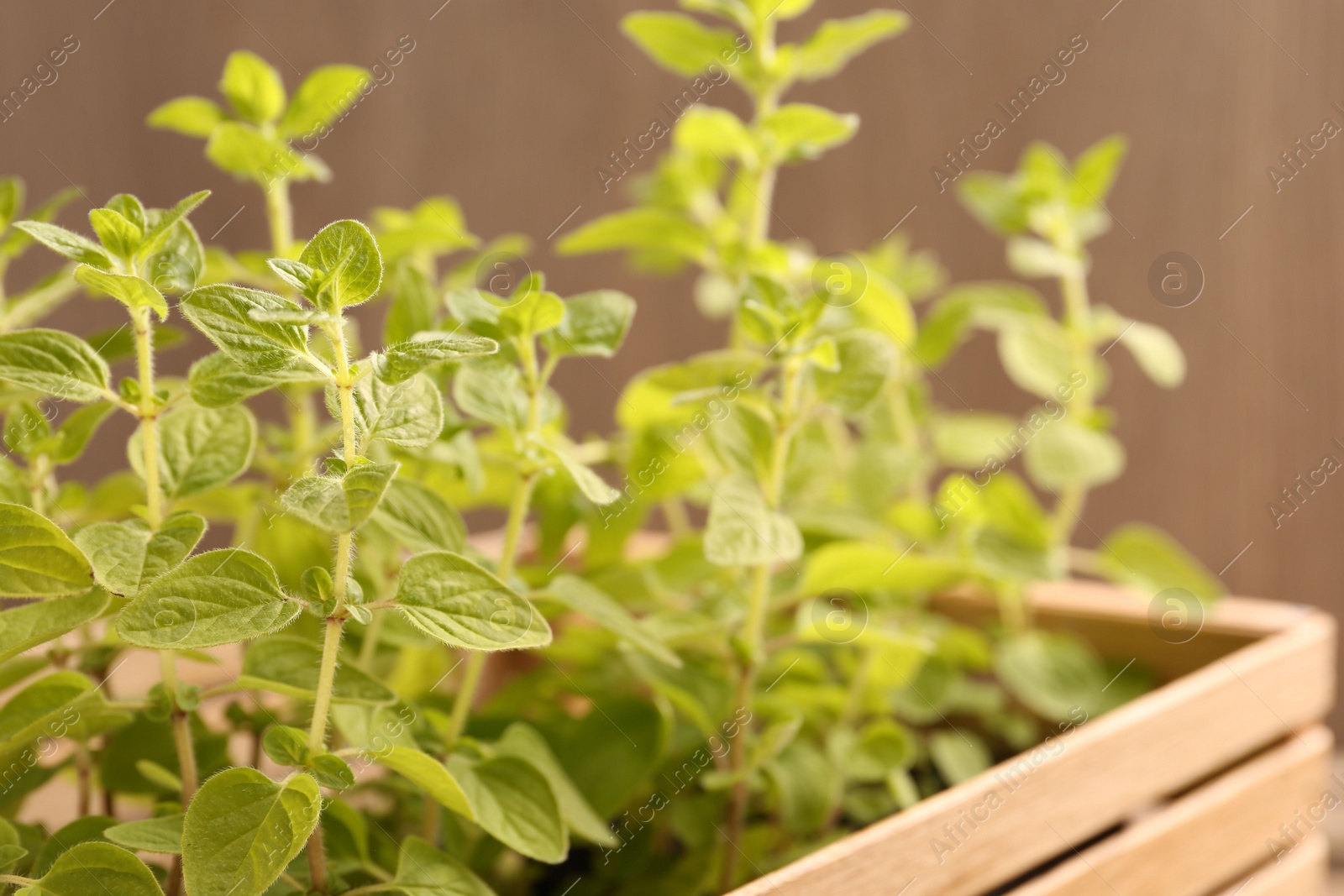 Photo of Aromatic oregano growing in wooden crate on blurred background, closeup