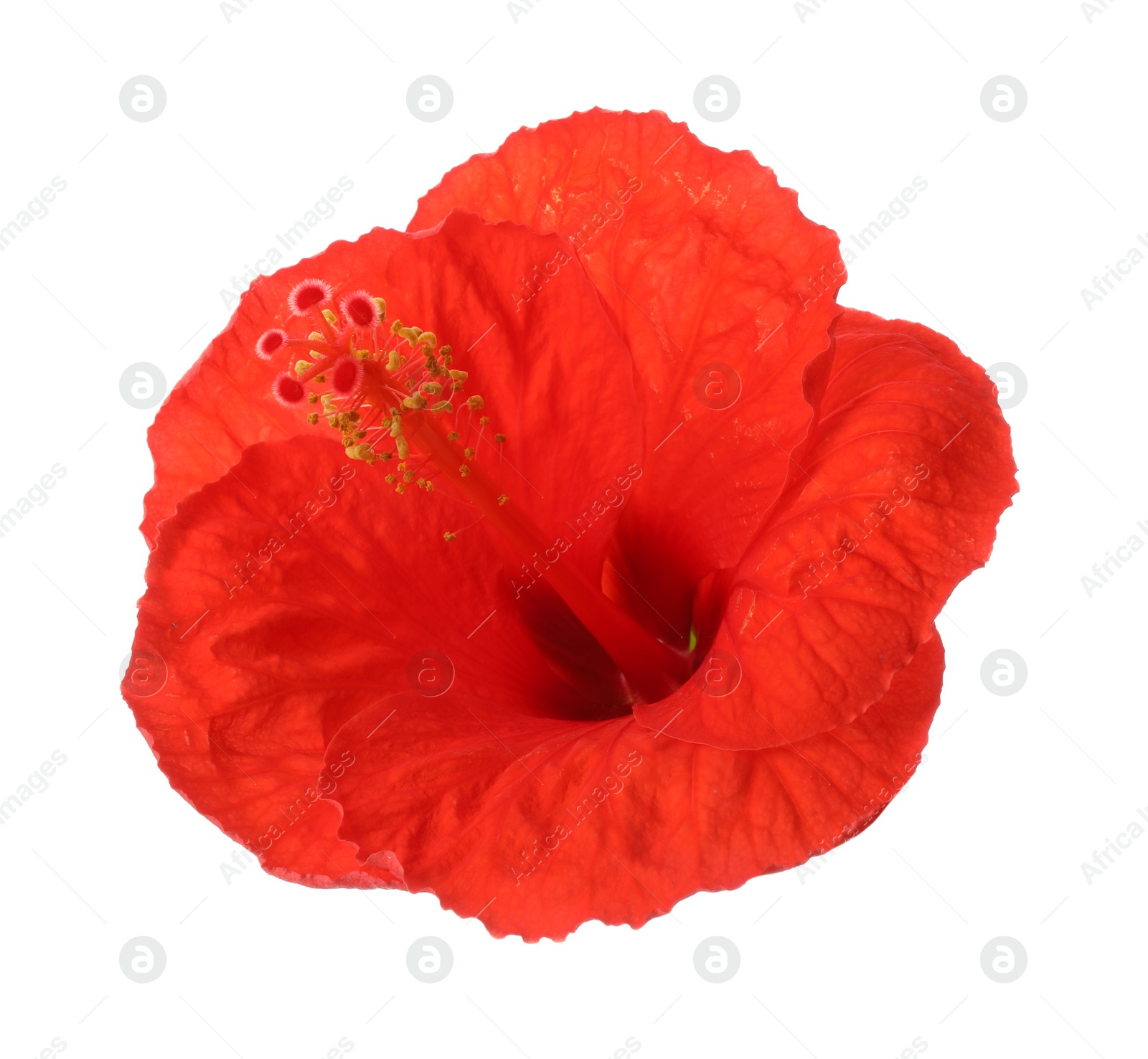 Photo of Beautiful red hibiscus flower isolated on white