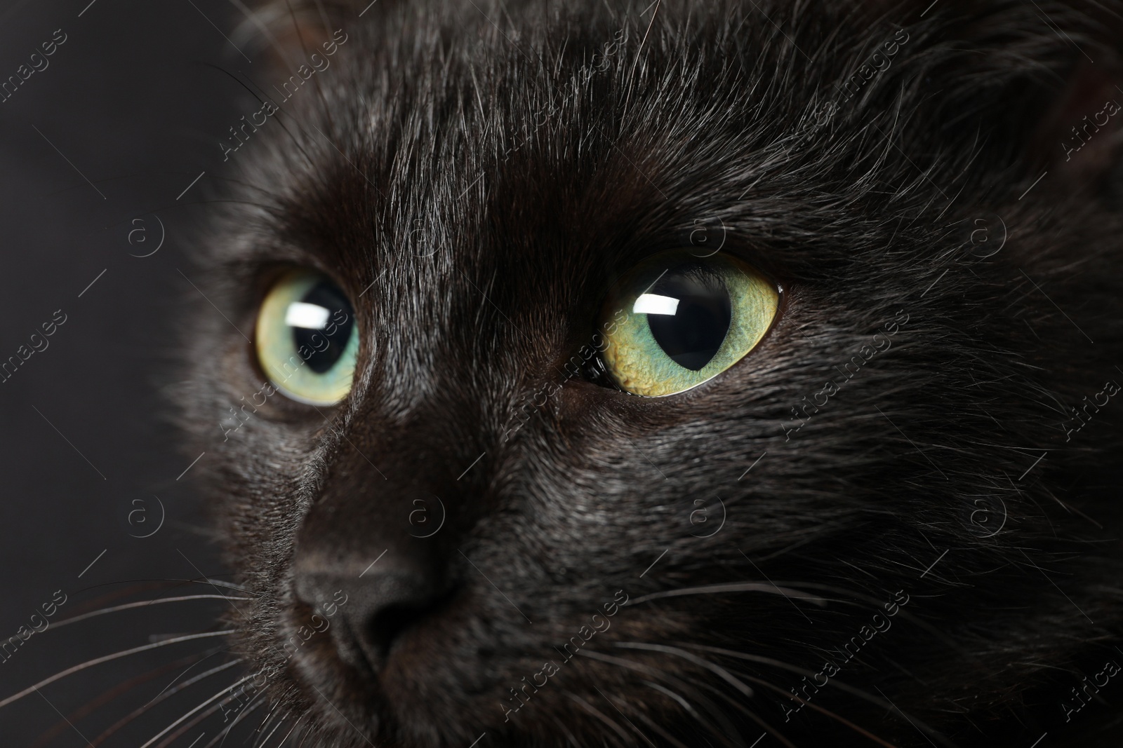 Photo of Black cat with beautiful eyes on dark background, closeup