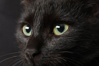 Photo of Black cat with beautiful eyes on dark background, closeup