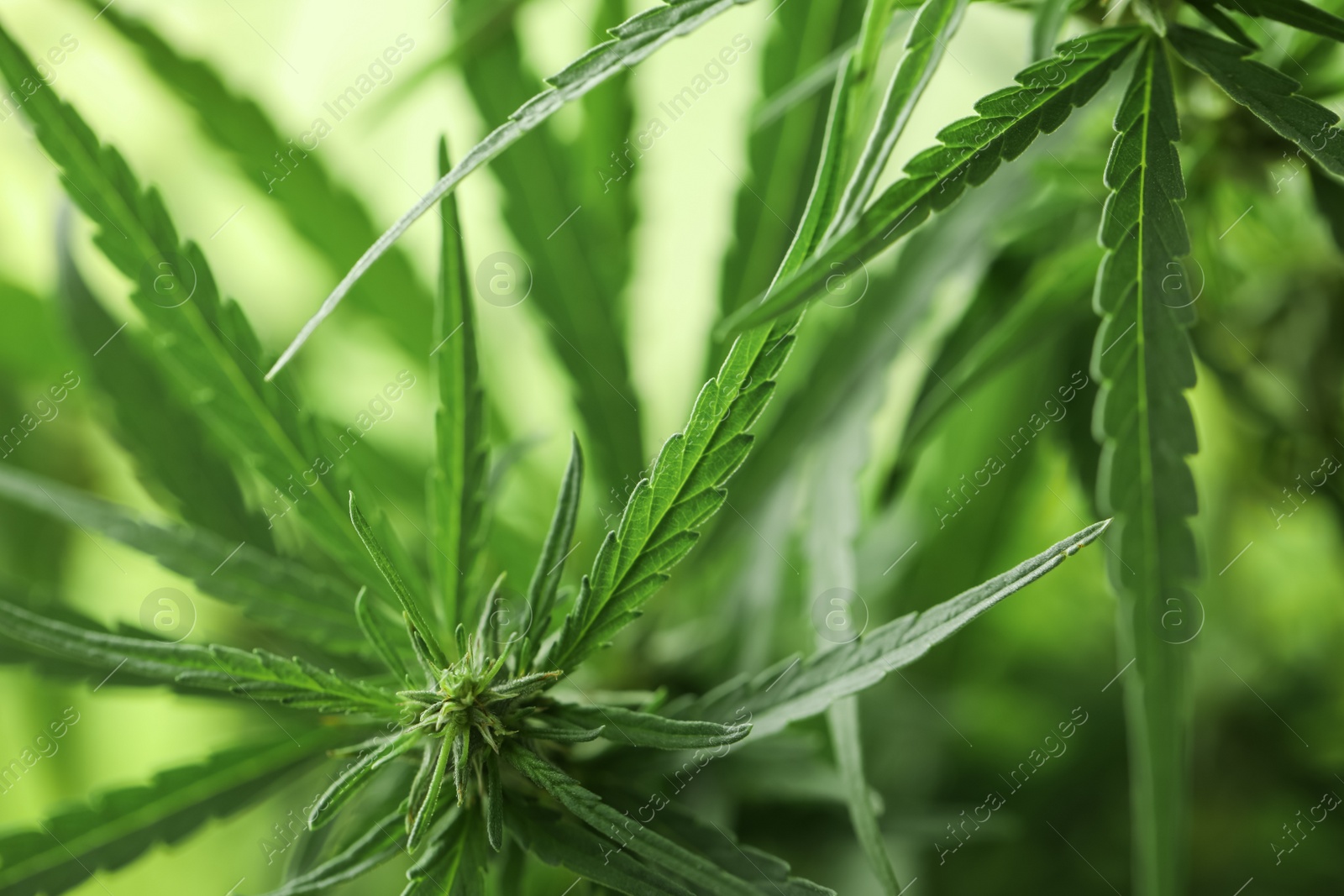 Photo of Green organic hemp on blurred background, closeup