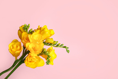 Photo of Beautiful yellow freesia flowers on pink background. Space for text