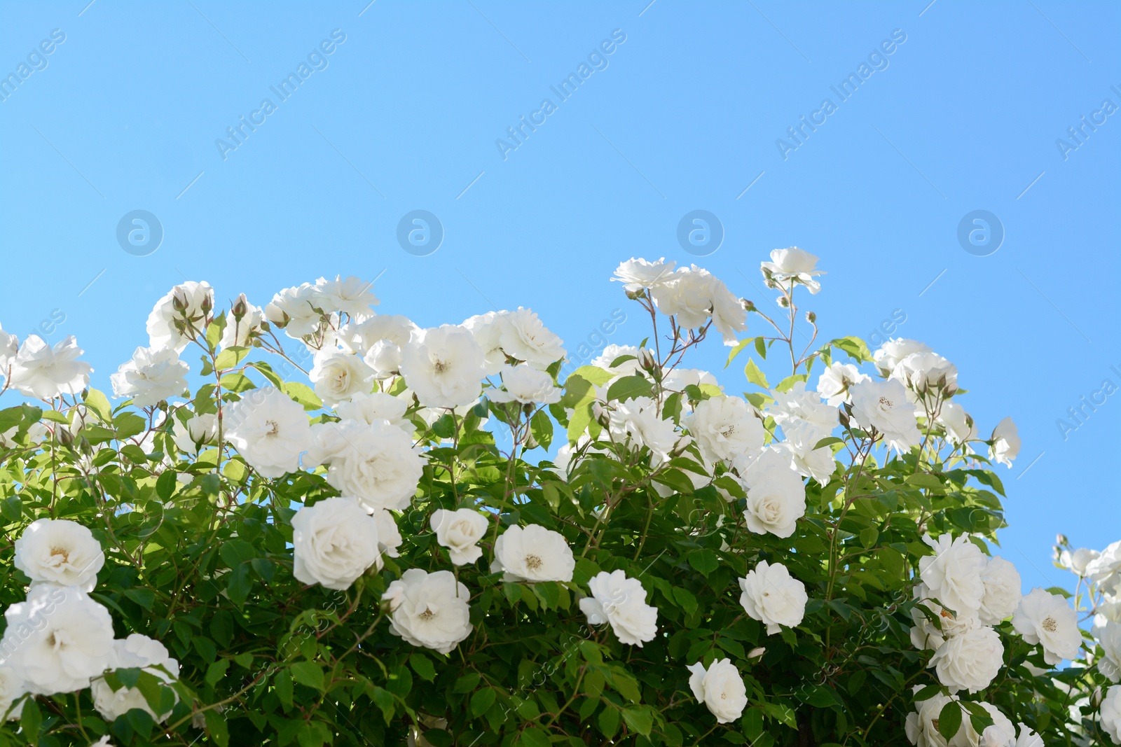 Photo of Beautiful blooming rose bush outdoors on sunny day