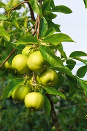 Photo of Green apples and leaves on tree branch in garden