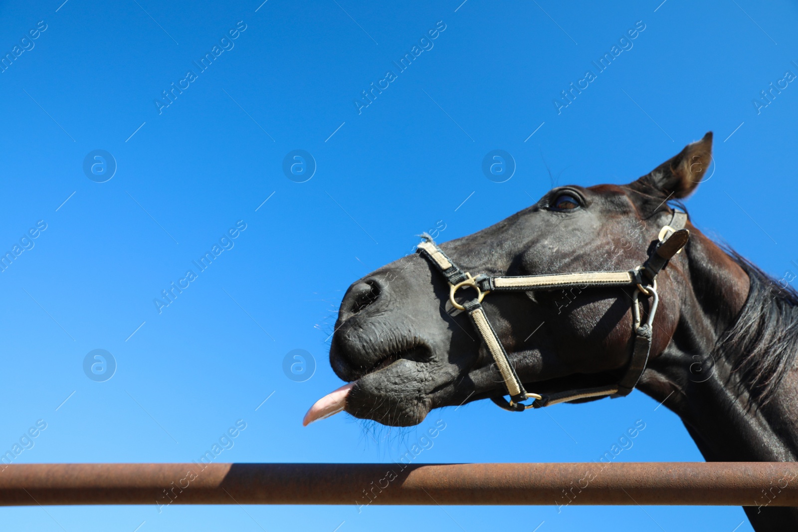 Photo of Dark horse at fence outdoors on sunny day, closeup. Beautiful pet