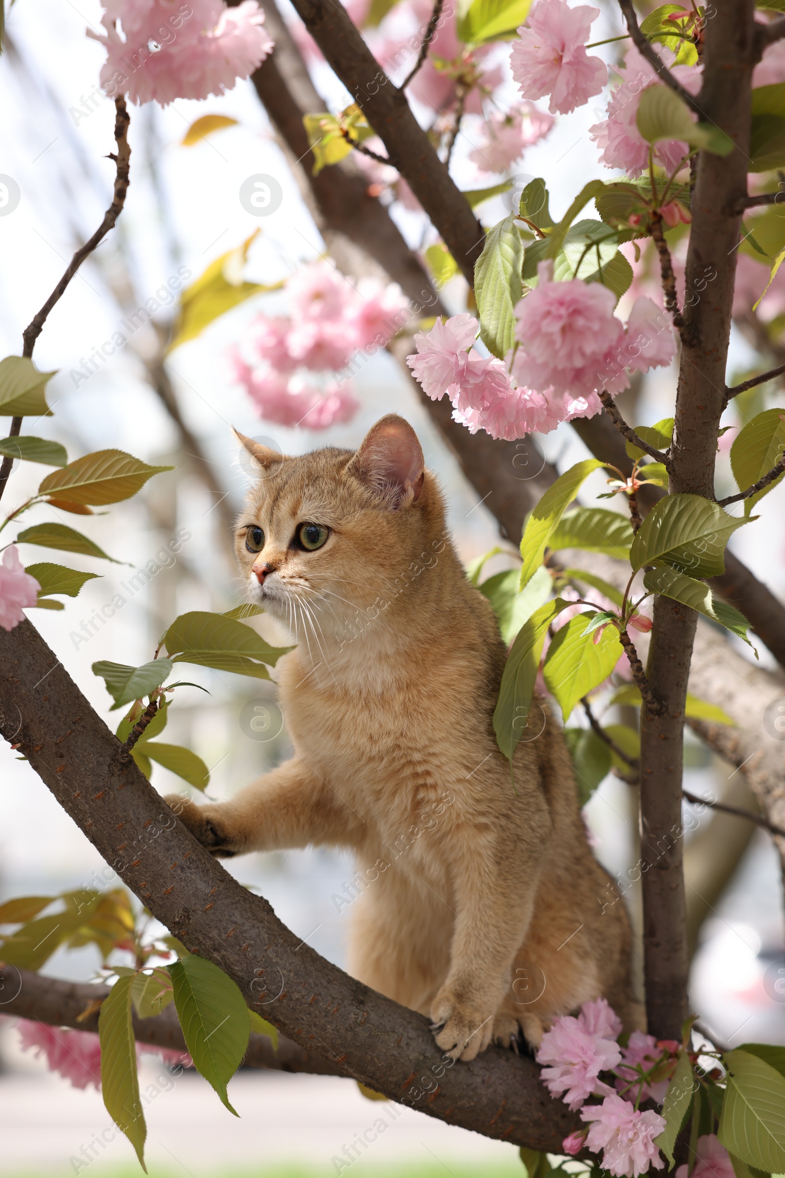 Photo of Cute cat on blossoming spring tree outdoors